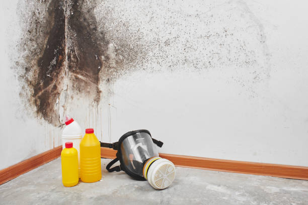 Best Toxic Mold Removal  in Ravenel, SC