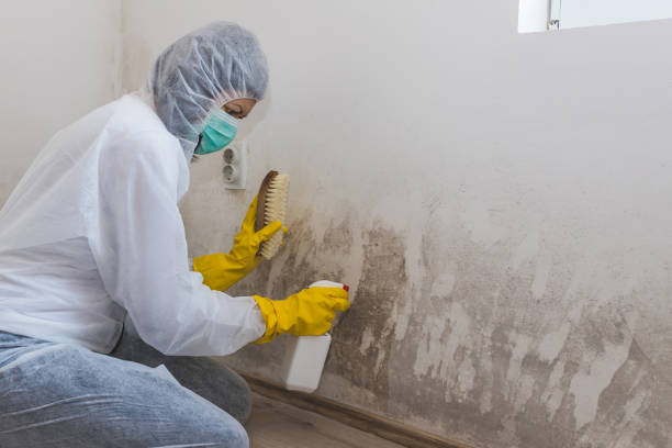 Best Attic Mold Removal  in Ravenel, SC