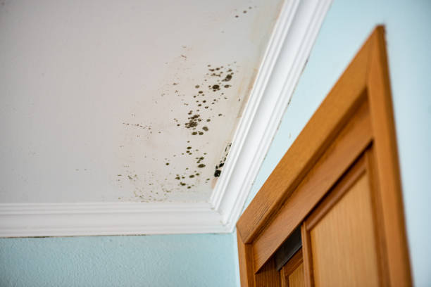 Attic Mold Removal in Ravenel, SC