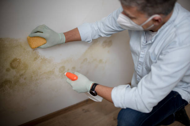 Mold Testing and Removal in Ravenel, SC