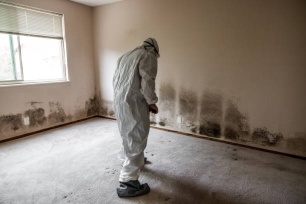 Best Same-Day Mold Removal  in Ravenel, SC