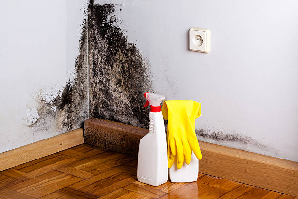 Best Affordable Mold Removal  in Ravenel, SC